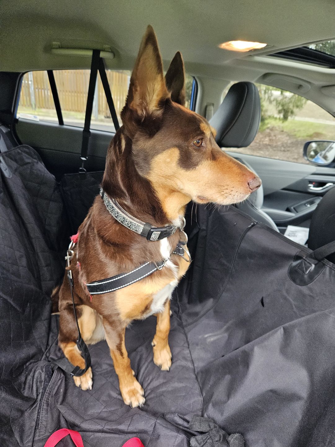 Customer photo review of Waterproof Pet Car Seat Cover Without Mesh Window + Free Buckle Leash