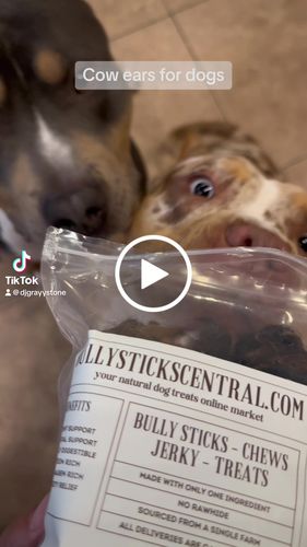 Customer video review of Beef Femur Dog Bone - 6 inches