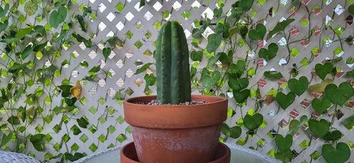 Customer photo review of TPQC | Trichocereus Peruvianus Quasi Cristata
