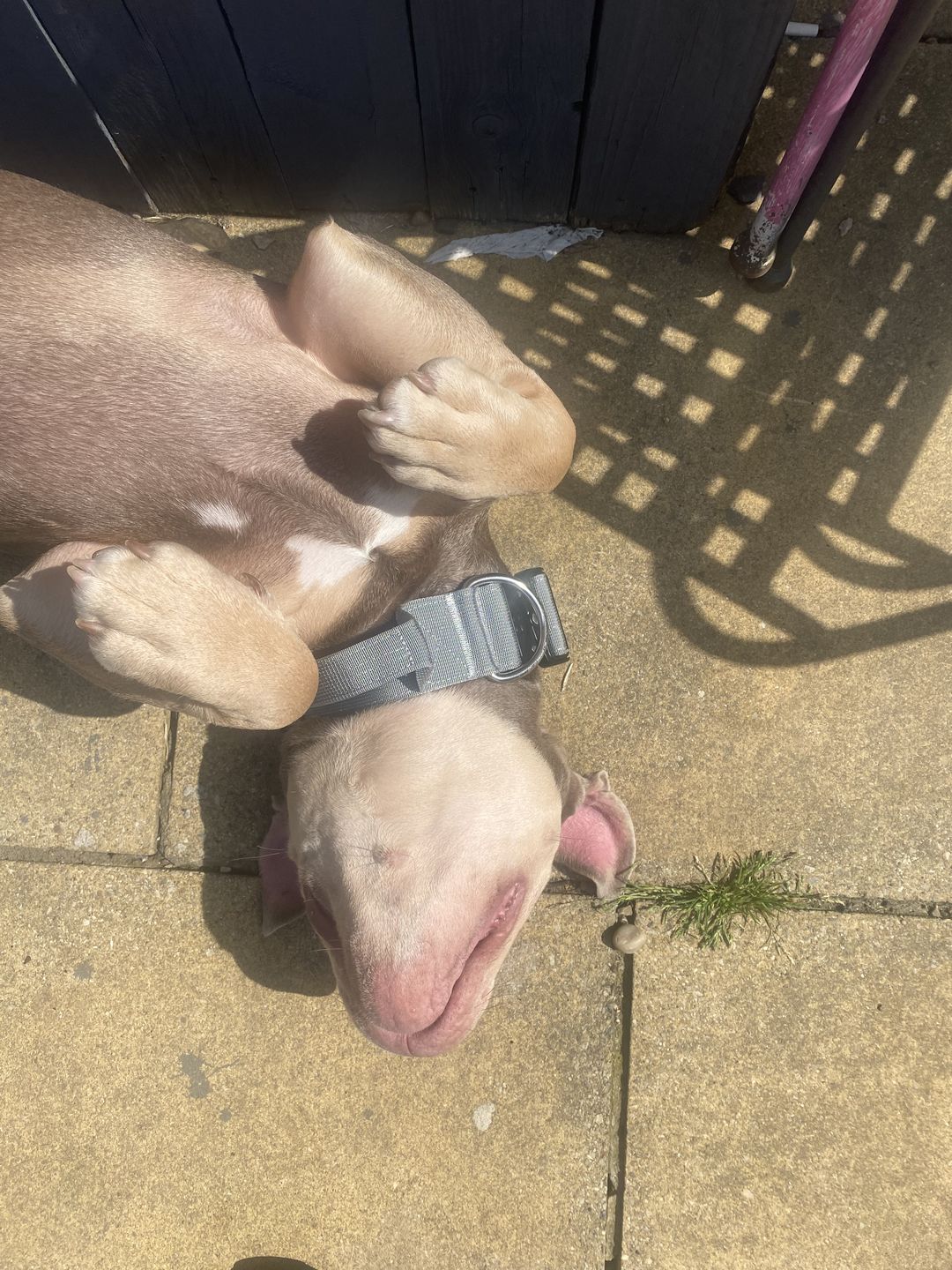 Customer photo review of 5cm Combat® Collar | With Handle & Rated Clip - Metal Grey v2.0