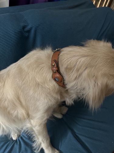 Customer photo review of Keepaws™ Leather AirTag Collar