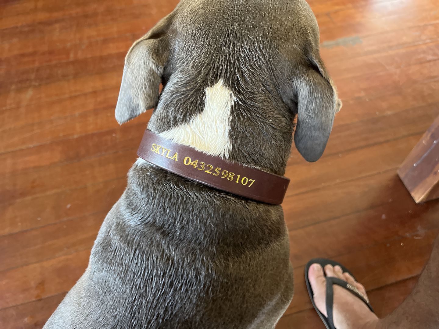 Customer photo review of Dog Collar