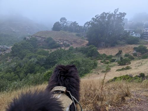 Customer photo review of Classic Heavy-Duty Tactical No-Pull Team K9™ Dog Harness With Front & Back D-Rings, Quick-Release Metal-Buckles, Hook & Loop Panels, & Top Handle