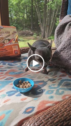 Customer video review of Beef Recipe Raw Pronto - Freeze Dried Raw Dog Food - Primal Pet Foods