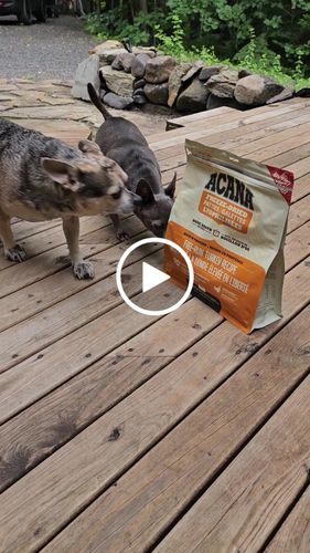 Customer video review of ACANA Bone Broth Infused Freeze-Dried Patties / Morsel for Dogs - Free-Run Turkey Recipe - Freeze Dried Dog Food - ACANA