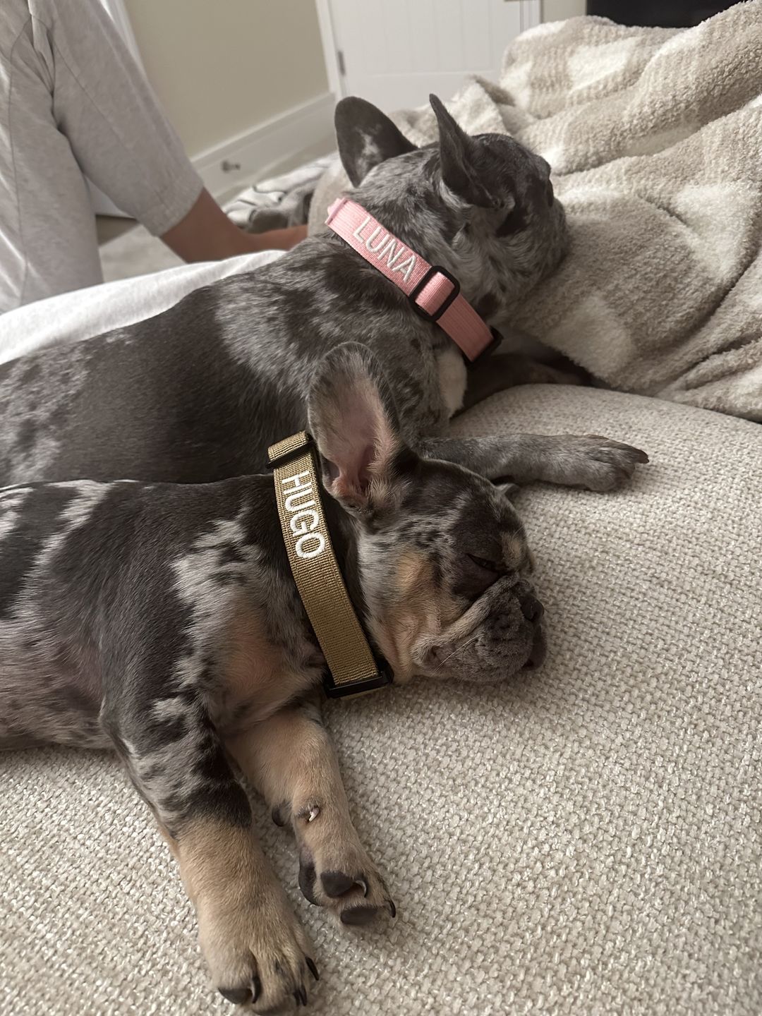 Customer photo review of 2.5cm Combat® Collar | With Handle & Rated Clip - Pink v2.0