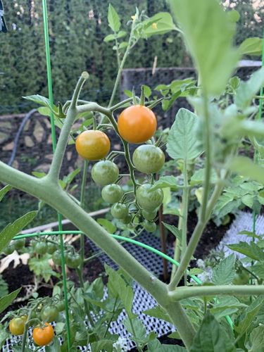 Customer photo review of Sun Gold Pole Cherry Tomato Seeds