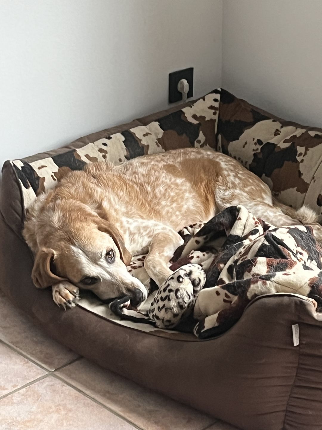 Customer photo review of Gelenkmix für Hunde mit Teufelskralle, Kurkuma & Glucosamin