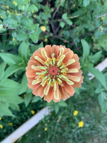 Customer photo review of Queeny Lime Orange Zinnia Seeds