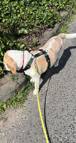 Customer photo review of Premium Hundegeschirr gepolstert