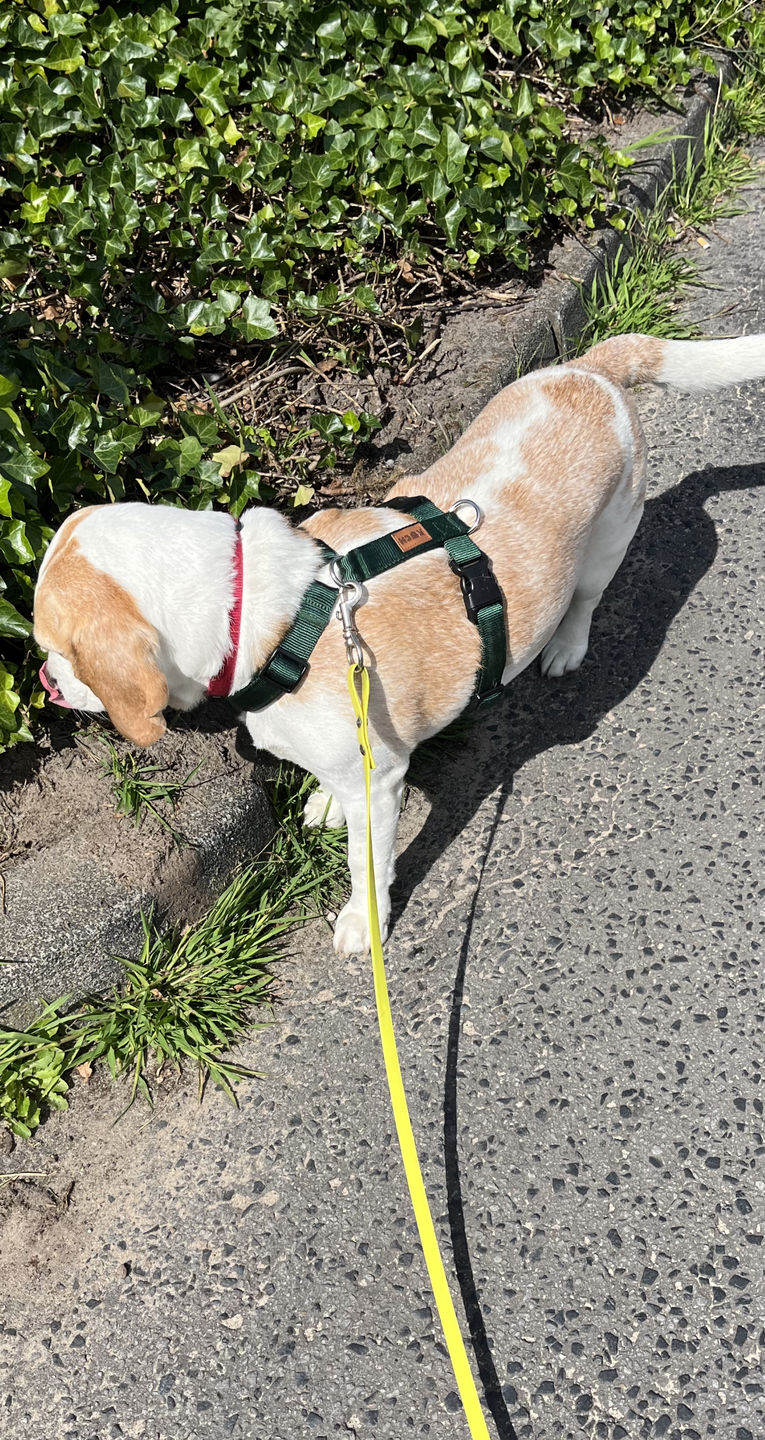 Customer photo review of Premium Hundegeschirr gepolstert