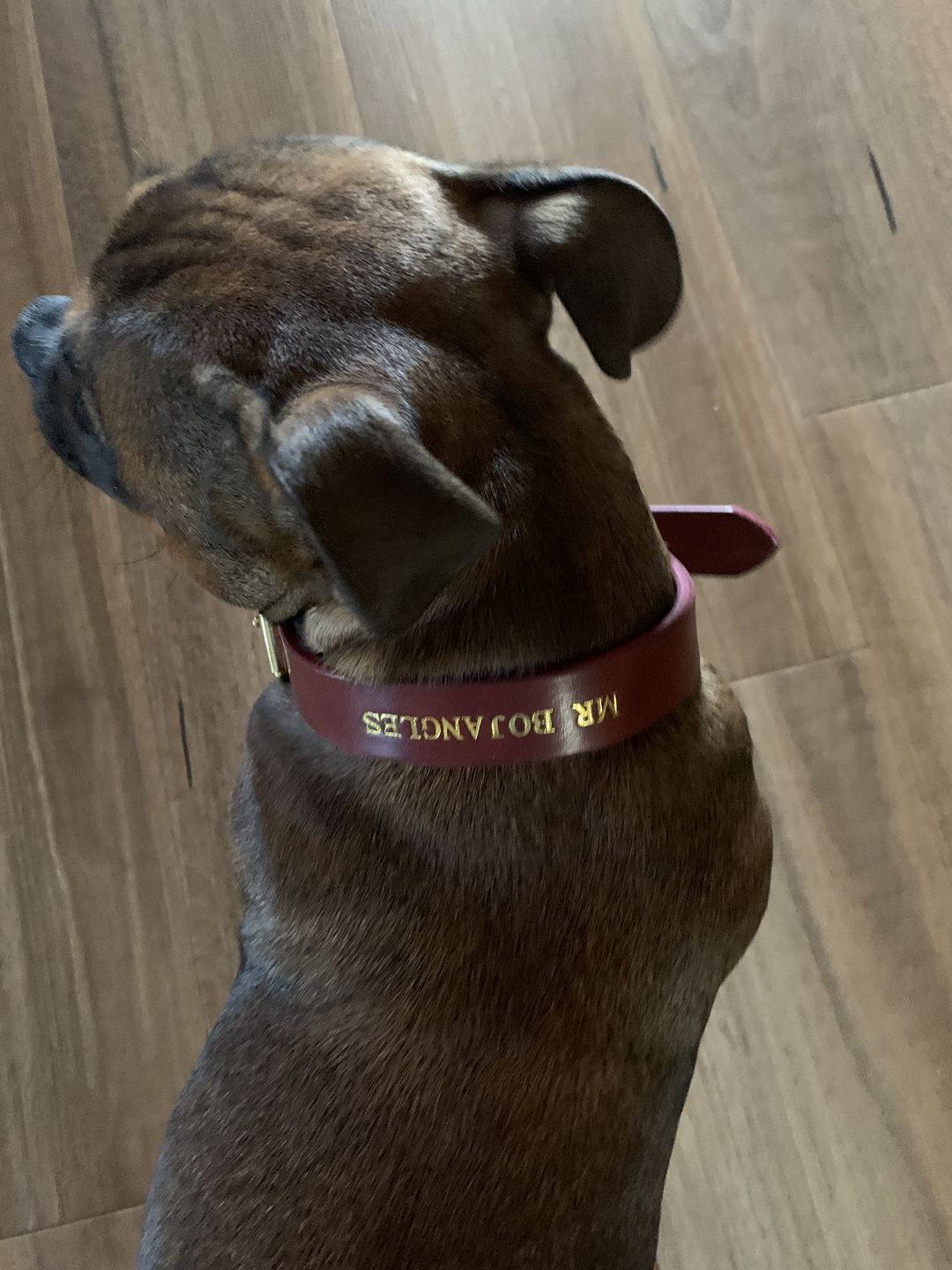 Customer photo review of Dog Collar