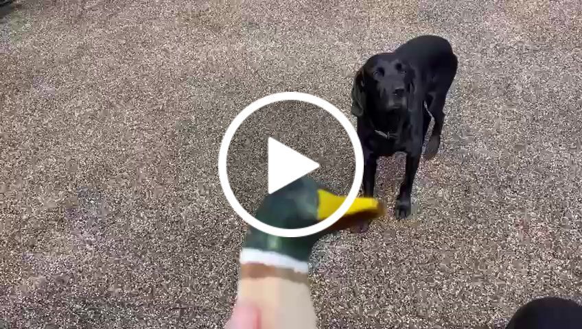 Customer video review of Scarab Turboshift Acrylic Paint