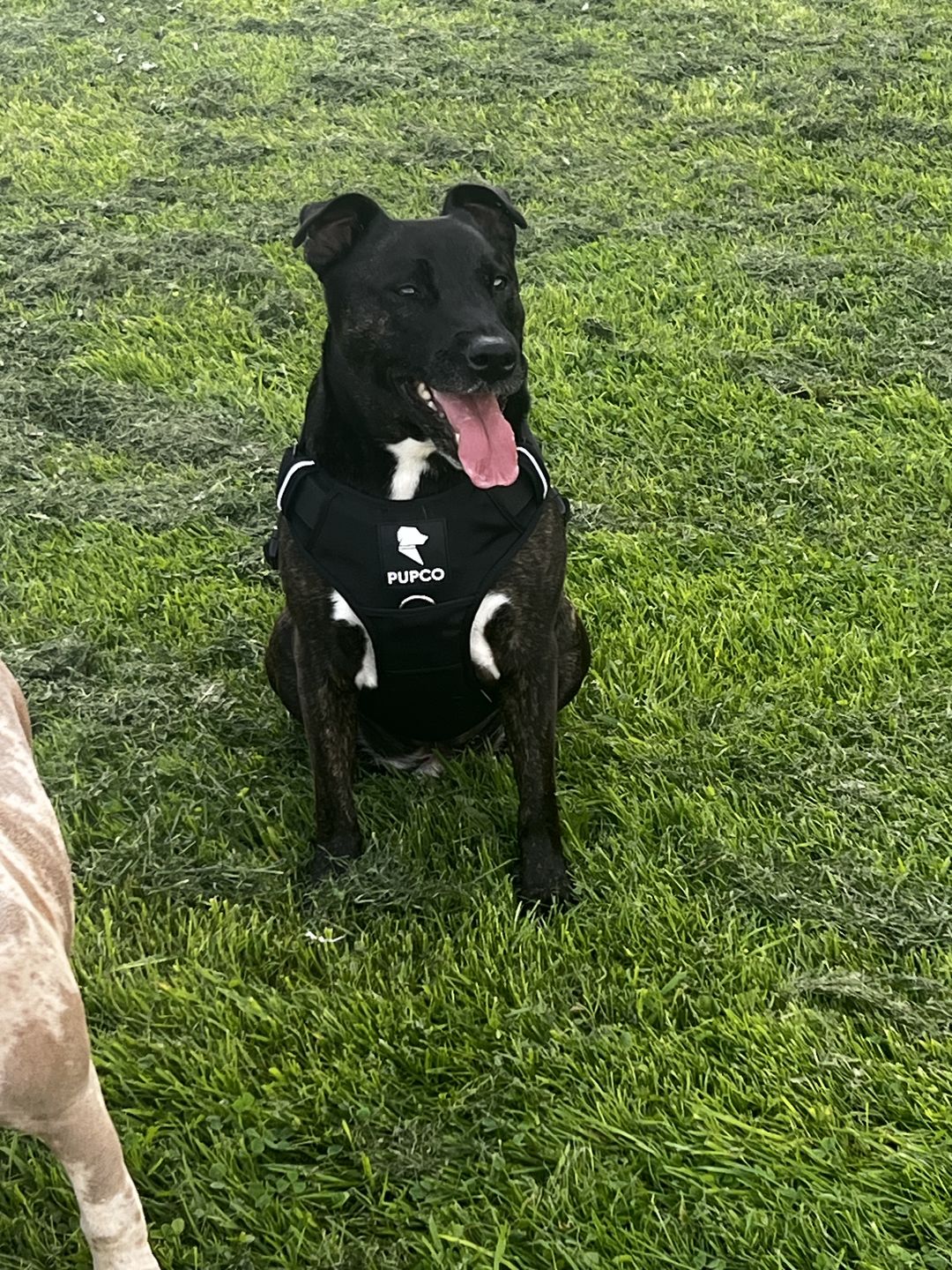 Customer photo review of Prime harness - Black