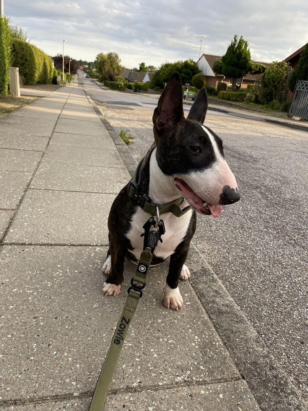 Customer photo review of 4cm Combat® Collar | With Handle & Rated Clip -  Khaki v2.0