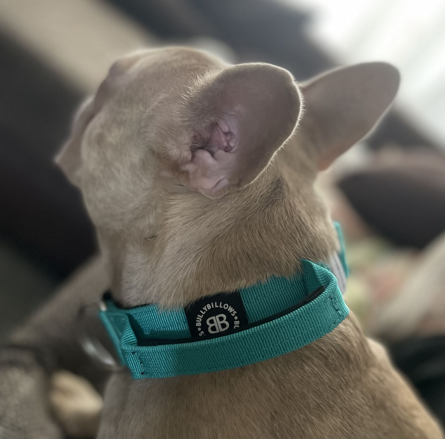 Customer photo review of 4cm Combat® Collar | With Handle & Rated Clip - Turquoise v2.0