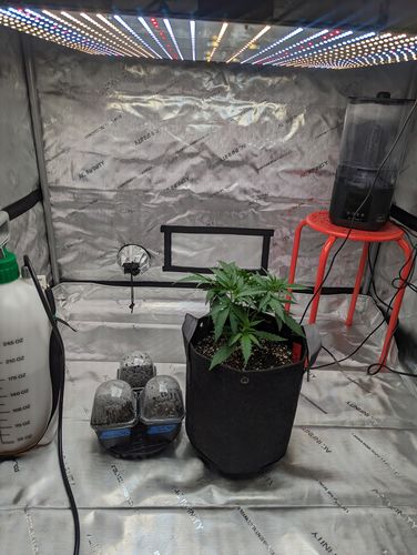 Customer photo review of AC Infinity Grow Room Humidifier, CloudForge T3, 4.5L