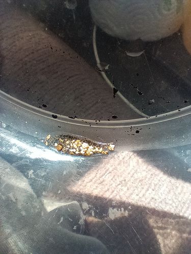 Customer photo review of Treasure Paydirt Surprise '300 GRAM GOLD HUNT' - Gold Paydirt Panning Concentrates