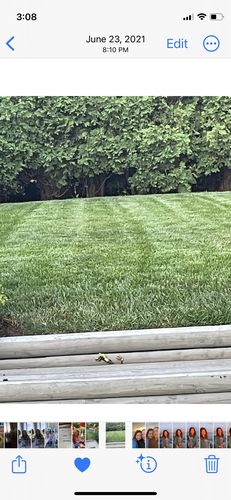 Customer photo review of GCI Turf Cool Blue Grass Seed