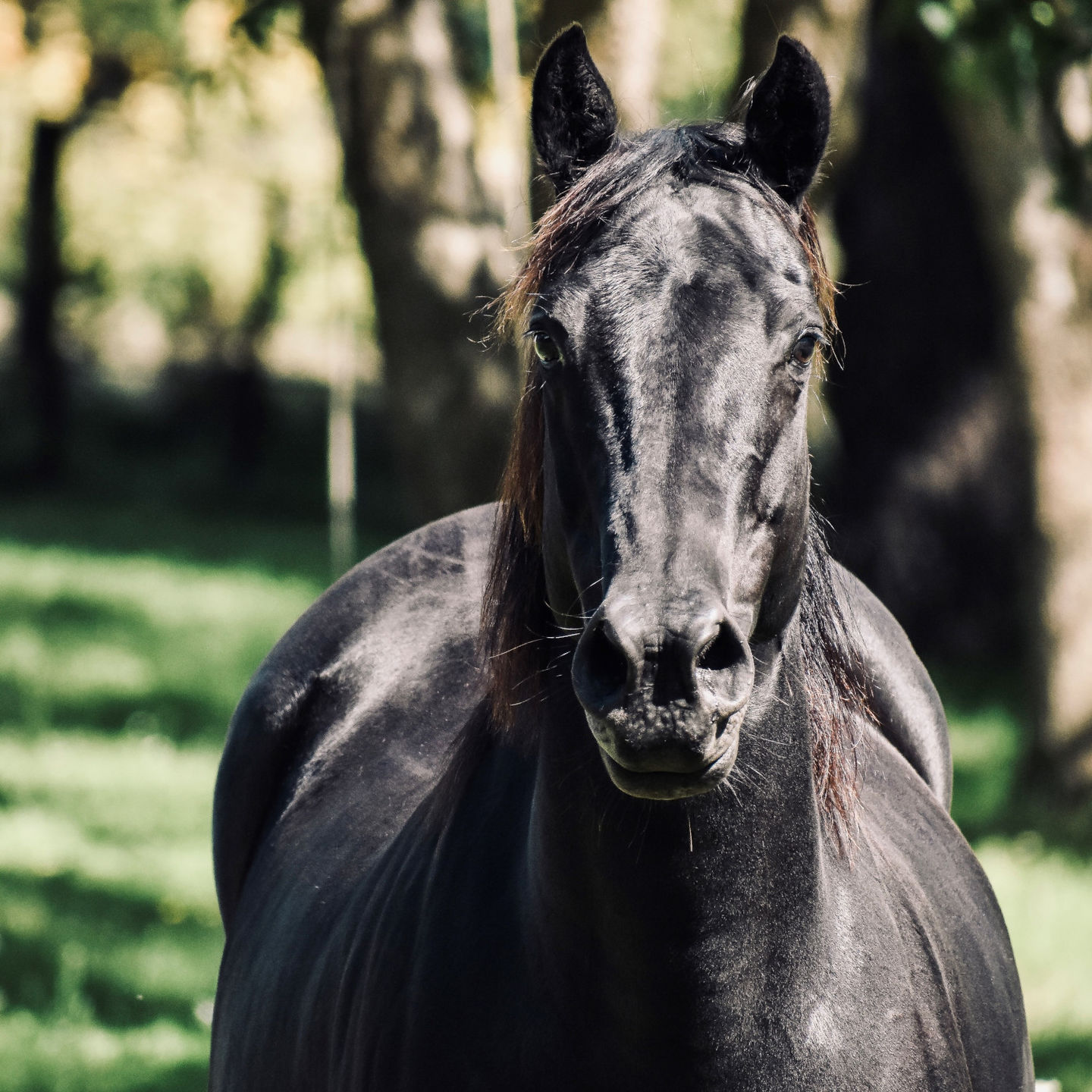 Customer photo review of EquiBind