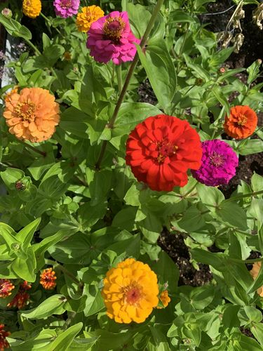 Customer photo review of Cut and Come Again Zinnia Seeds