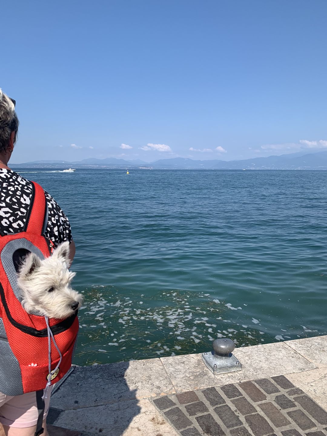 Customer photo review of Emmalove - Hunde-Rucksack