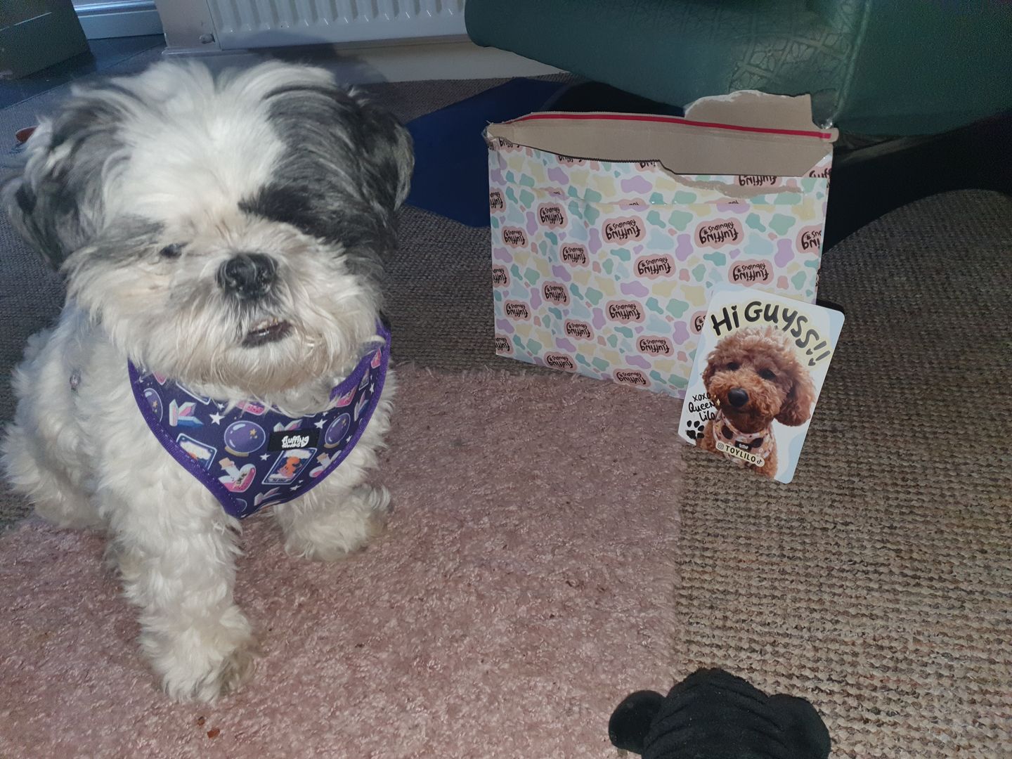 Customer photo review of Dog Harness - Pawtune Teller