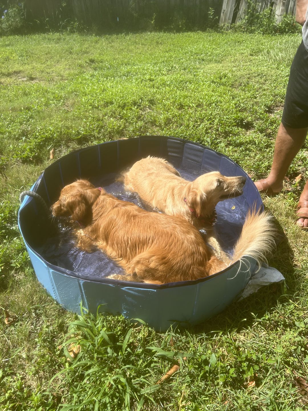Customer photo review of NEW Pop-Up Foldable Outdoor Dog Bath & Swimming Pool With Side Drain (+FREE POOL COVER!)