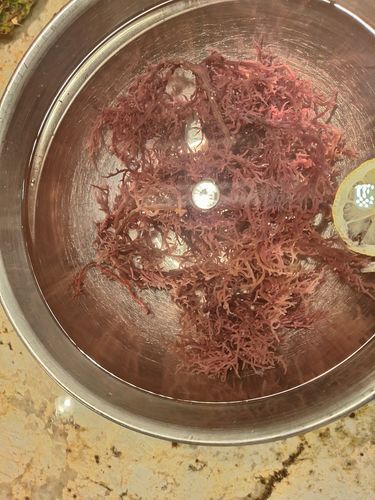 Customer photo review of Raw Sea Moss Bundle