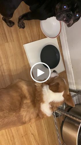 Customer video review of K9 Choice - Chicken Valu-Pack - Frozen Raw Dog Food