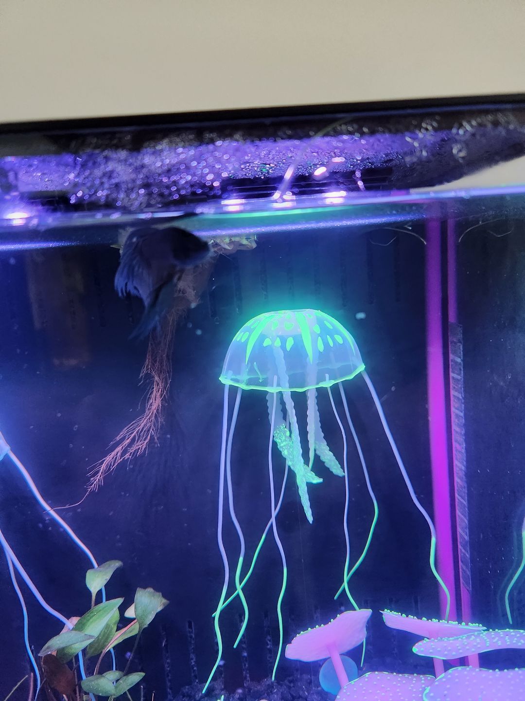 Customer photo review of Northfin Bug Pro