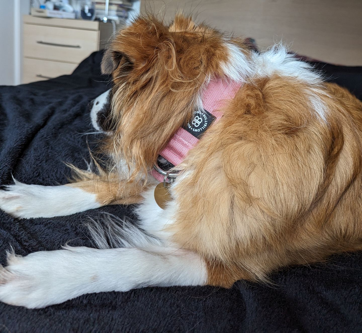 Customer photo review of 4cm Combat® Collar | Rated Clip - NO HANDLE - Pink v2.0