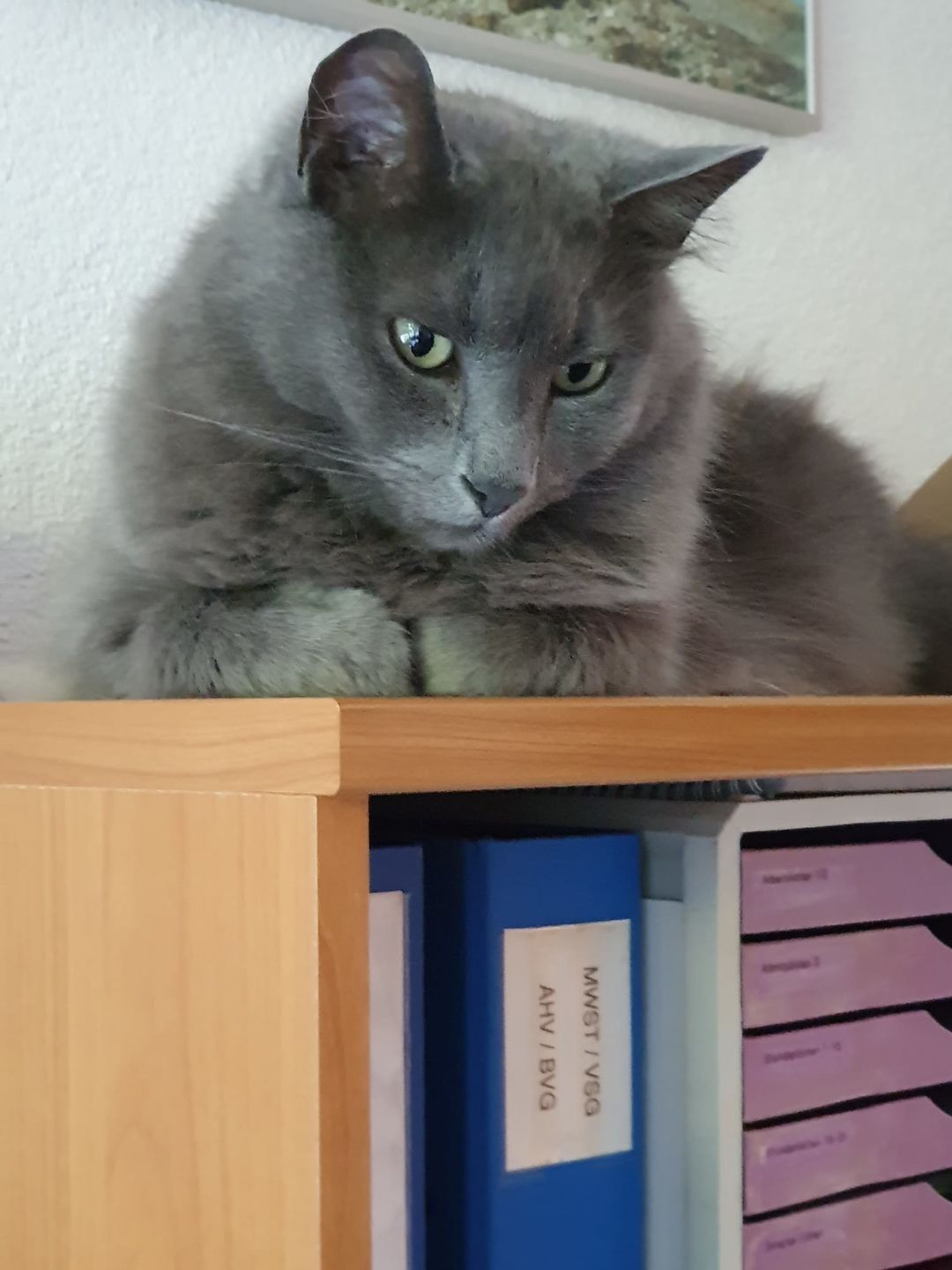 Customer photo review of Allergietest Plus Katze