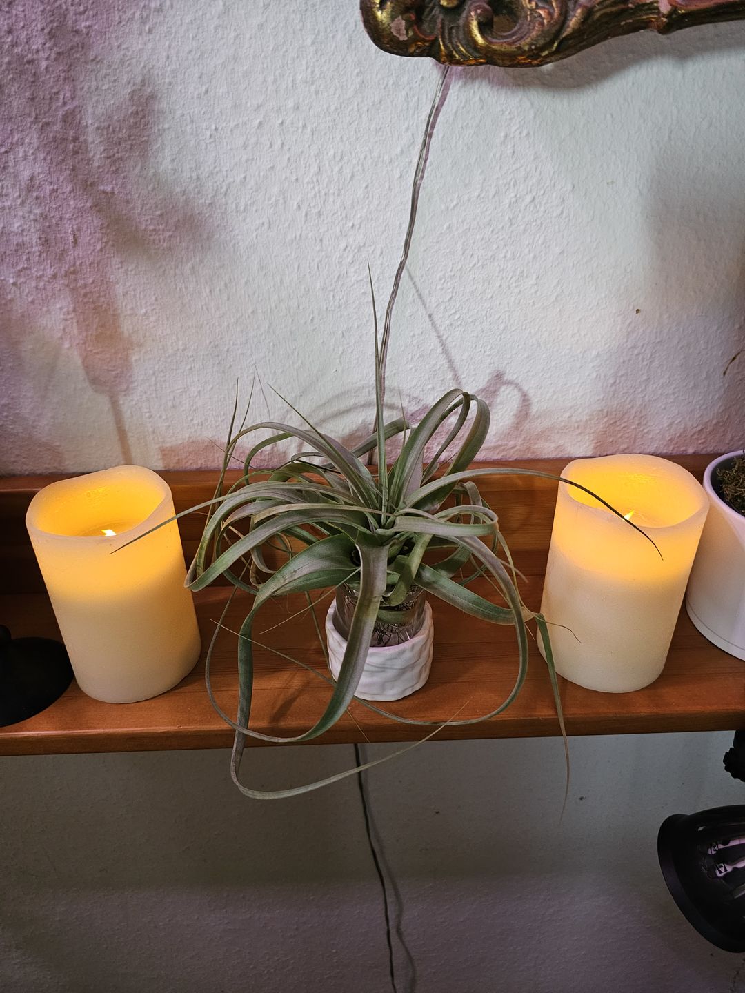 Customer photo review of Tillandsia 'firestorm'