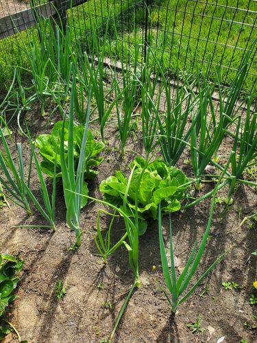 Customer photo review of Red Amposta Bulb Onion Seeds