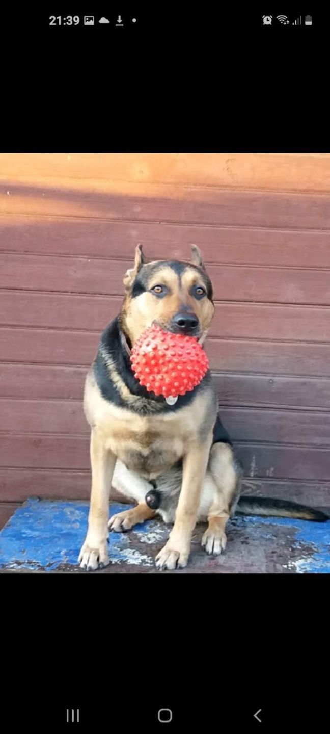 Customer photo review of Strong Joints and Bones POWDER | Supplement for Dogs