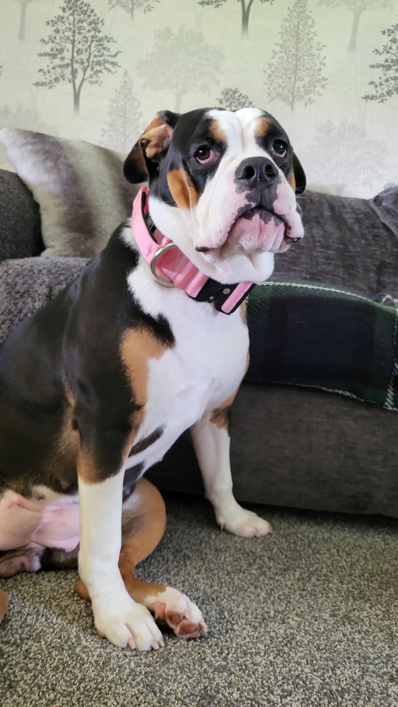 Customer photo review of 5cm Combat® Collar | With Handle & Rated Clip - Pink v2.0