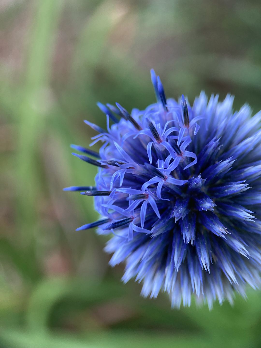 Customer photo review of Pro Series - Macro Lens