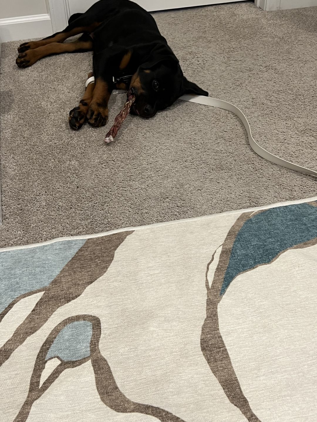 Customer photo review of 12 Inch Standard Braided Bully Stick