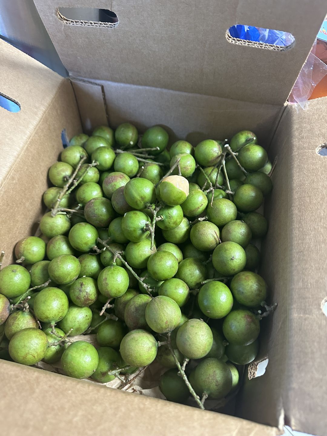 Customer photo review of Mamoncillo (Guinep) Box