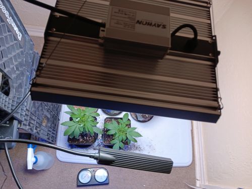Customer photo review of 2023 New upgrade Sayhon SH1200 Led Grow Light Full Spectrum For 3X3ft Tent