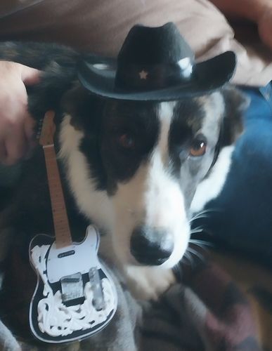 Customer photo review of Waylon Jennings Replica Mini Fender™  Telecaster Guitar