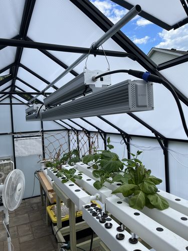 Customer photo review of FGI Hortibest 660W 5' Long, Full Spectrum LED Grow Light. 1716 PPF & 2.6 umols/j. Osram Diodes. Linear Greenhouse or Ceiling Top Light.
