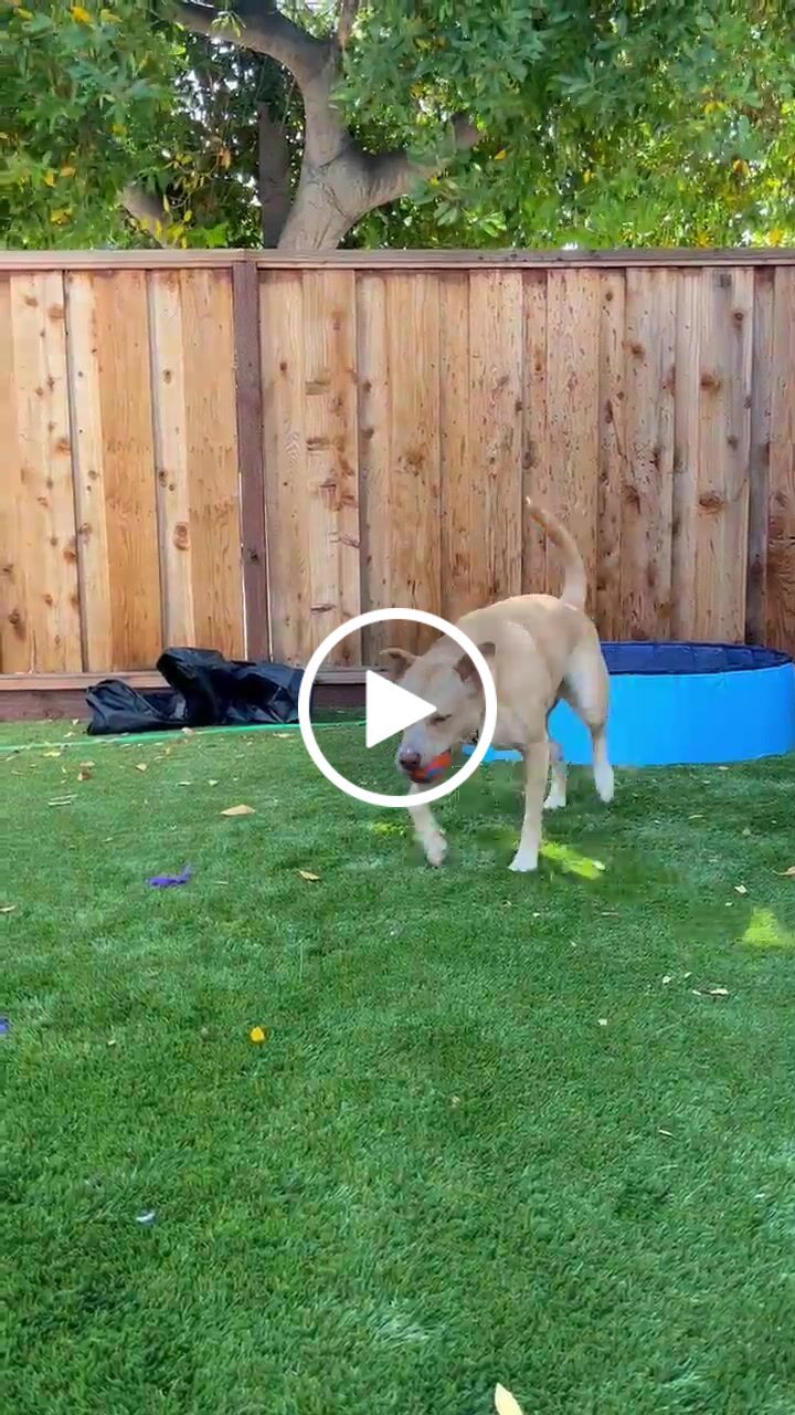 Customer video review of NEW Pop-Up Foldable Outdoor Dog Bath & Swimming Pool With Side Drain (+FREE POOL COVER!)