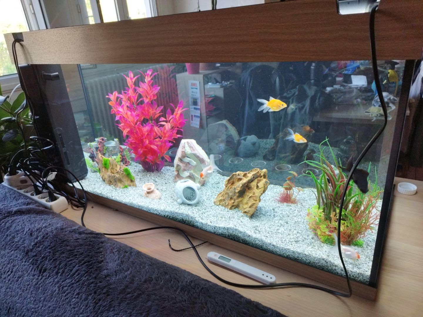 Customer photo review of Aquarium Rio 180 LED Chêne Équipé JUWEL - 180L