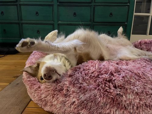 Customer photo review of PaWz Removable Cover Calming Pet Bed