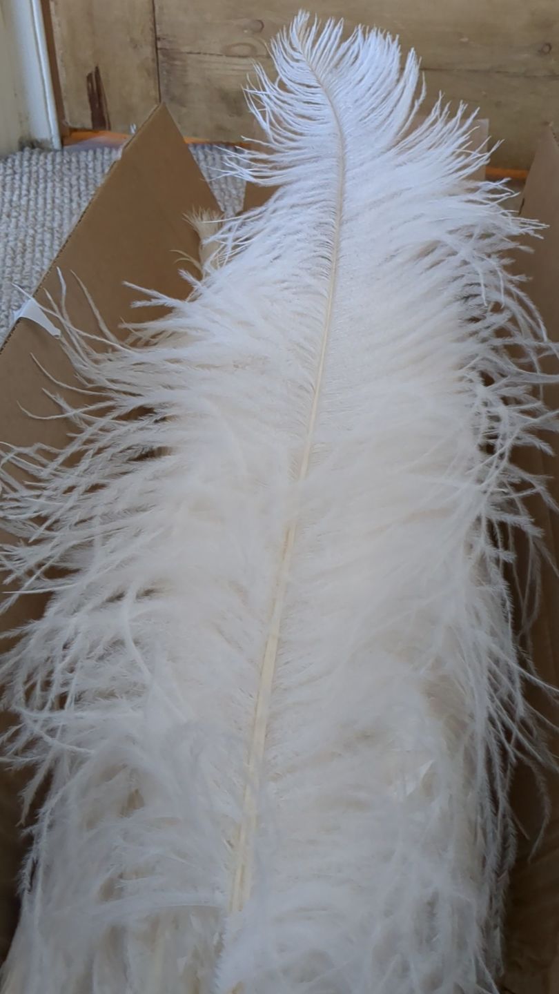 Customer photo review of Ostrich Wing Feathers | Ostrich Plumes