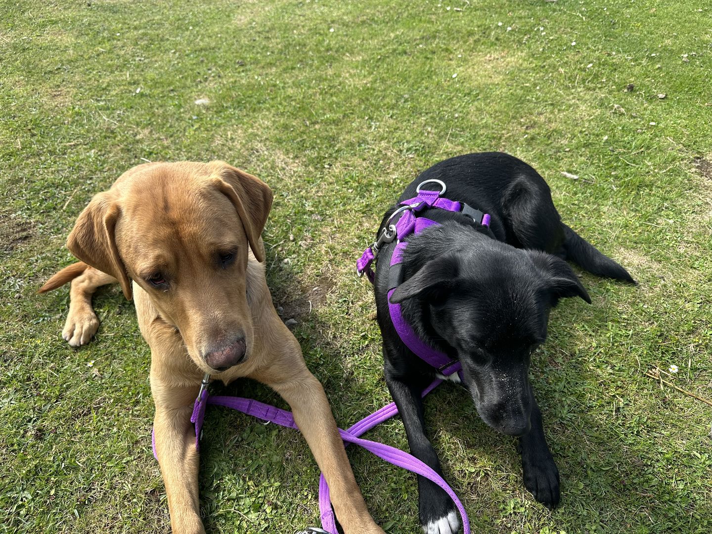Customer photo review of Double Ended Training Lead | All Breeds - Durable & Soft 2m Lead - Blue