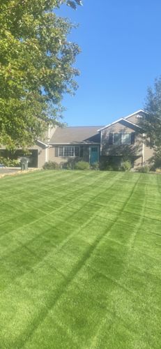 Customer photo review of GCI Turf Type Tall fescue Grass Seed