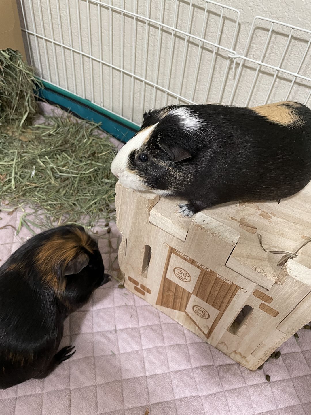 Customer photo review of GuineaDad Wooden Castle